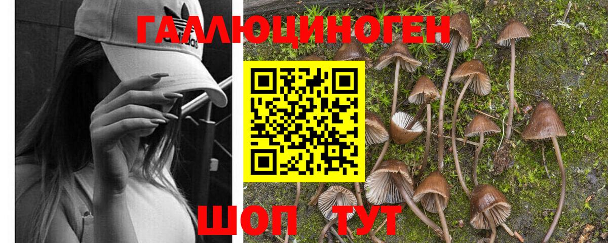 Псилоцибиновые грибы Psilocybine cubensis Сокол